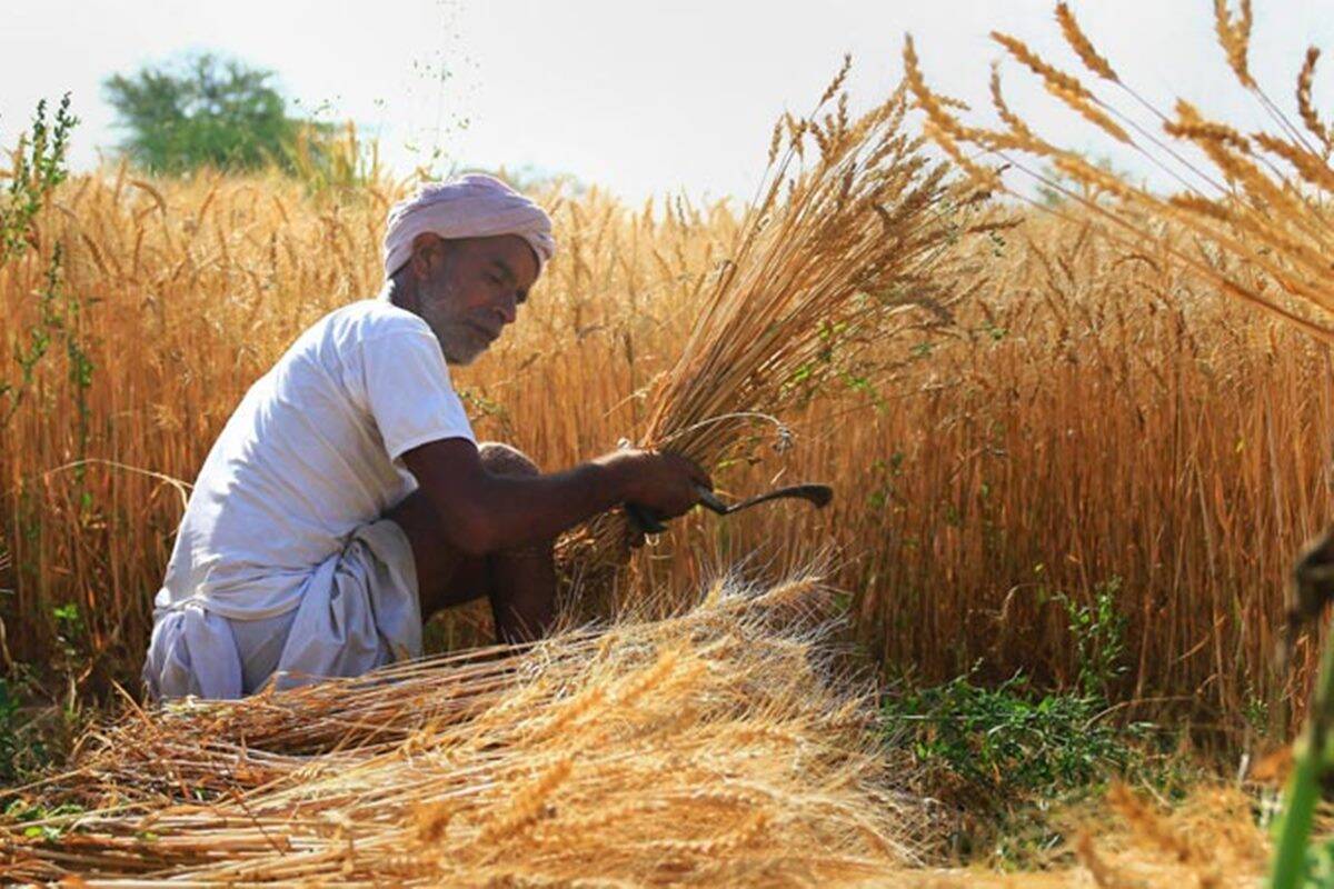 direct-transfer-msp-wheat-purchases-hit-a-record-punjab-farmers-get